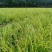 金叶石菖蒲基地批发金叶石菖蒲工程杯苗地苗