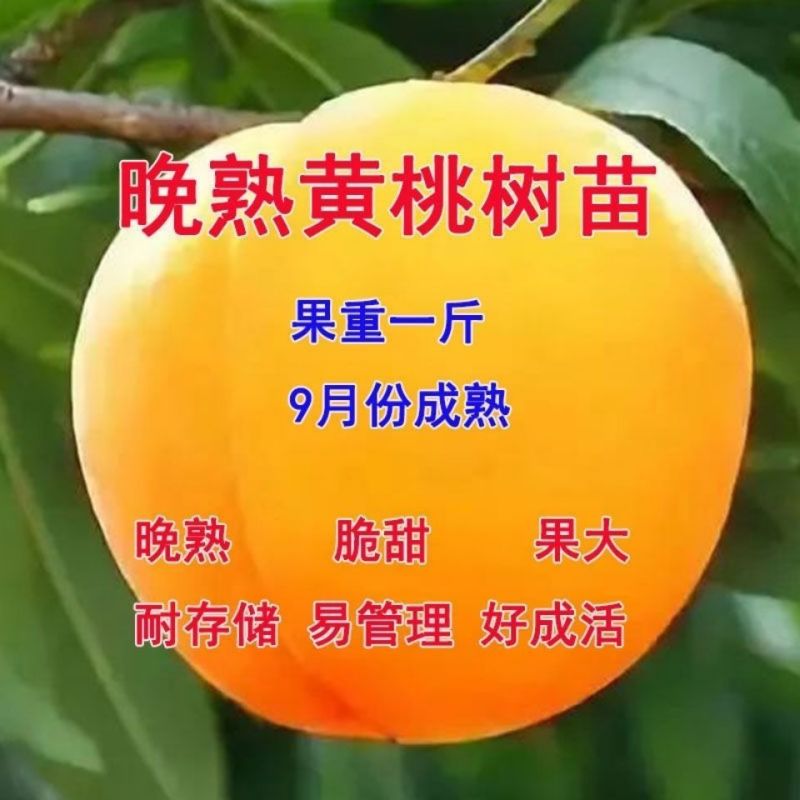 补苗，专用链接