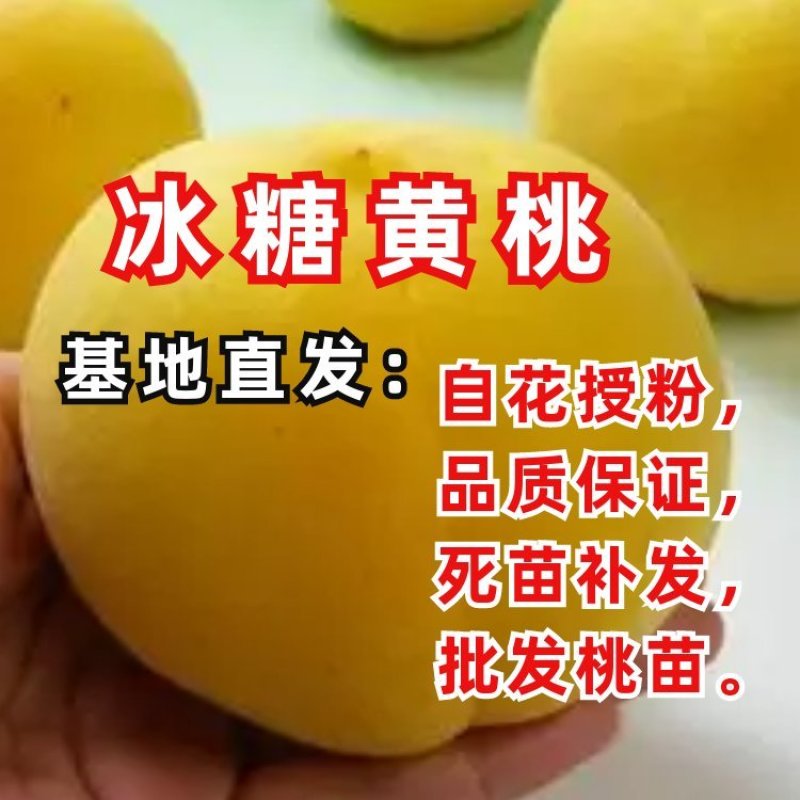 补苗，专用链接