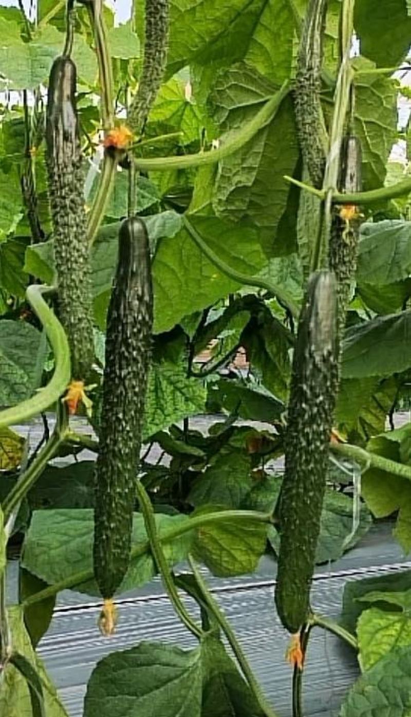 密刺黄瓜种子津优315抗寒抗病高产优质