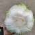 广西横县黄心白菜，大量上市，产地直发，量大从优
