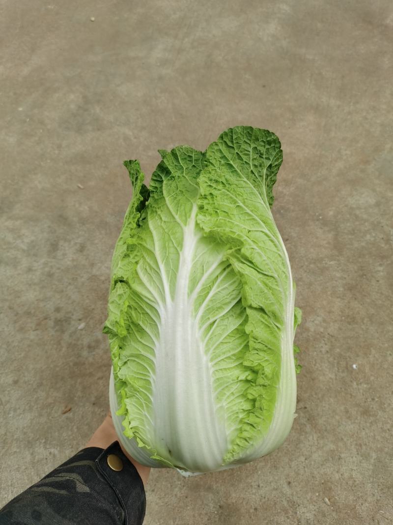 广西横县黄心白菜，大量上市，产地直发，量大从优