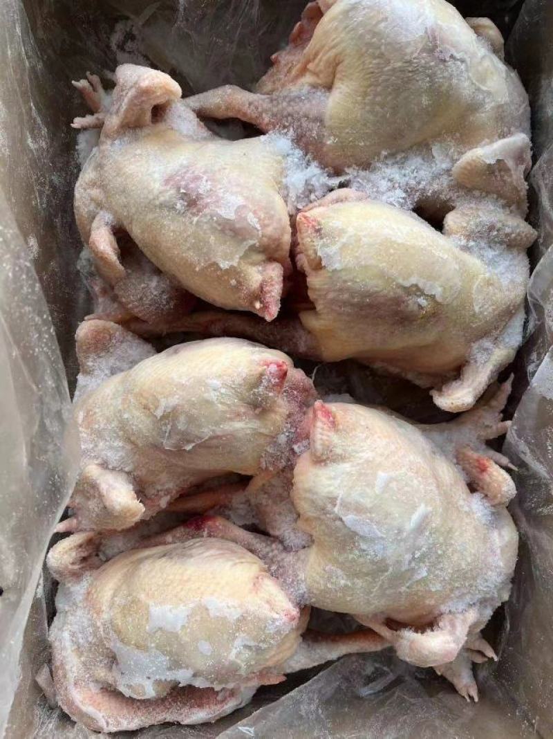 白条鸡，老母鸡