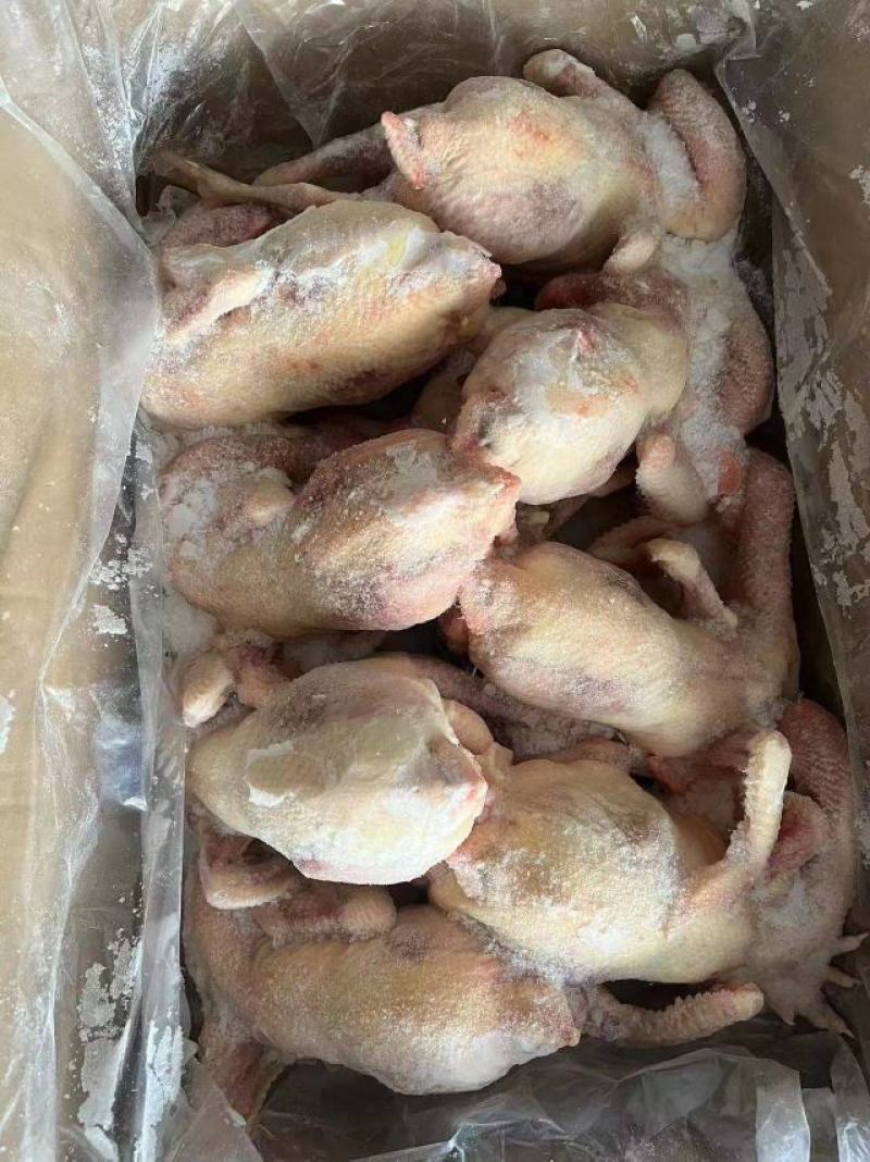 白条鸡，老母鸡