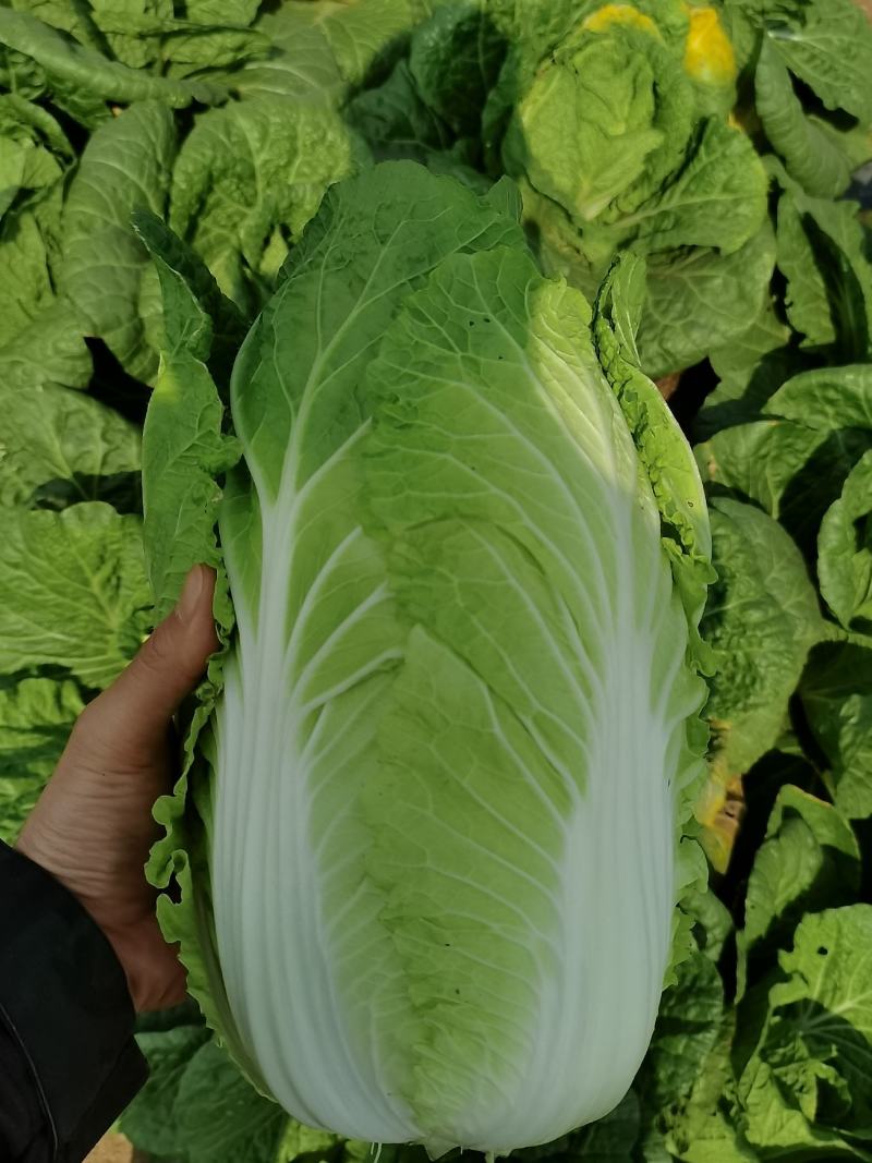 横县黄心大白菜🥬，量大优惠，量大优惠，量大优惠！