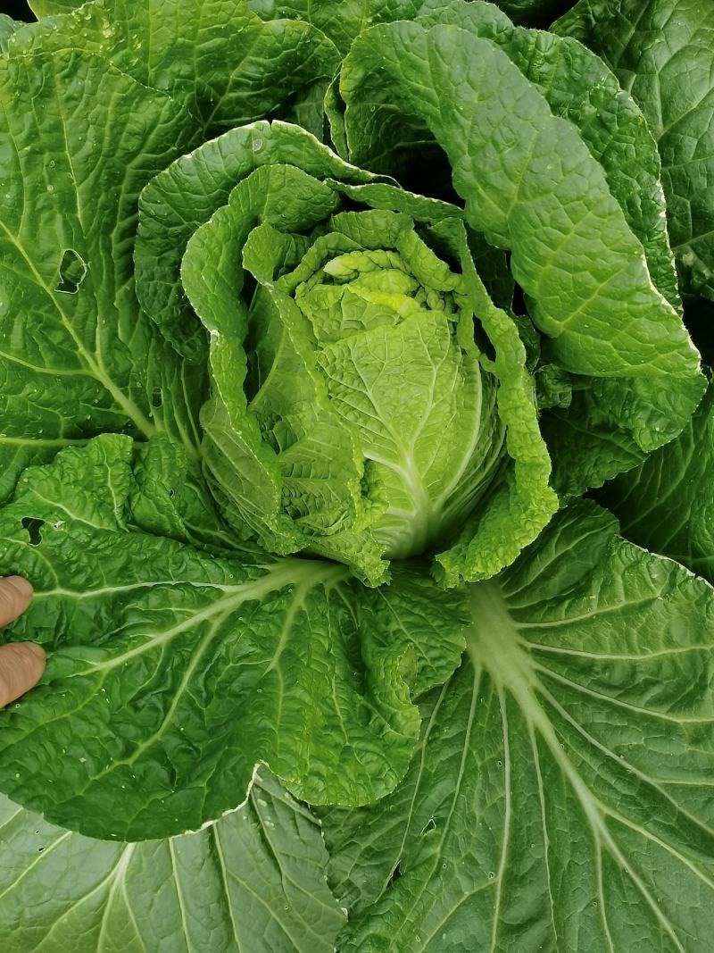 横县黄心大白菜🥬，量大优惠，量大优惠，量大优惠！