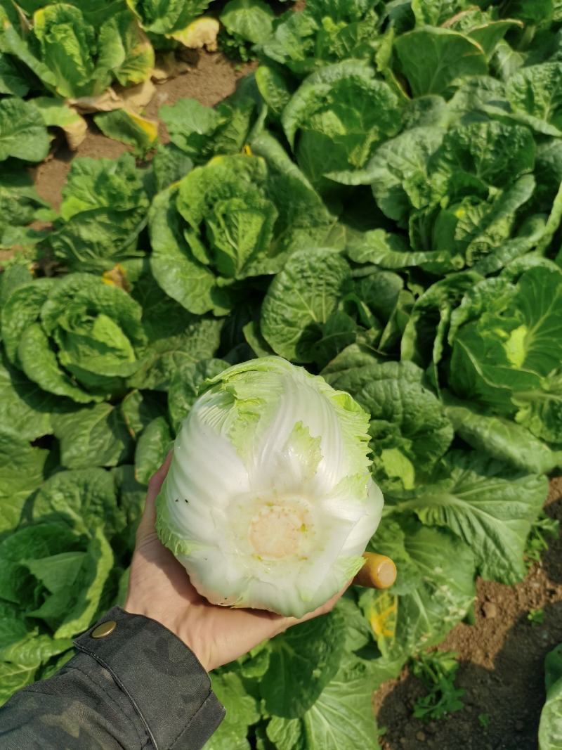 横县黄心大白菜🥬，量大优惠，量大优惠，量大优惠！