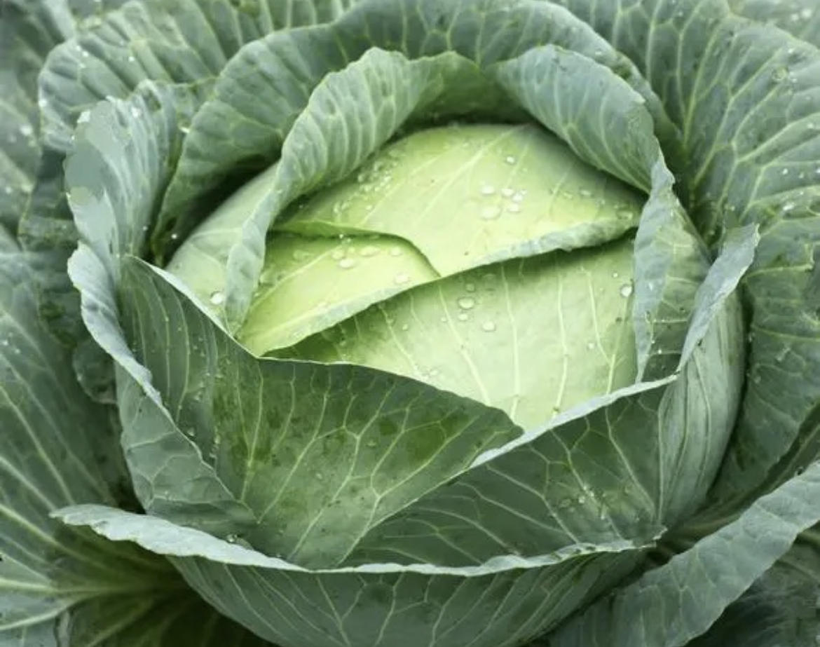 甘蓝品种对比图