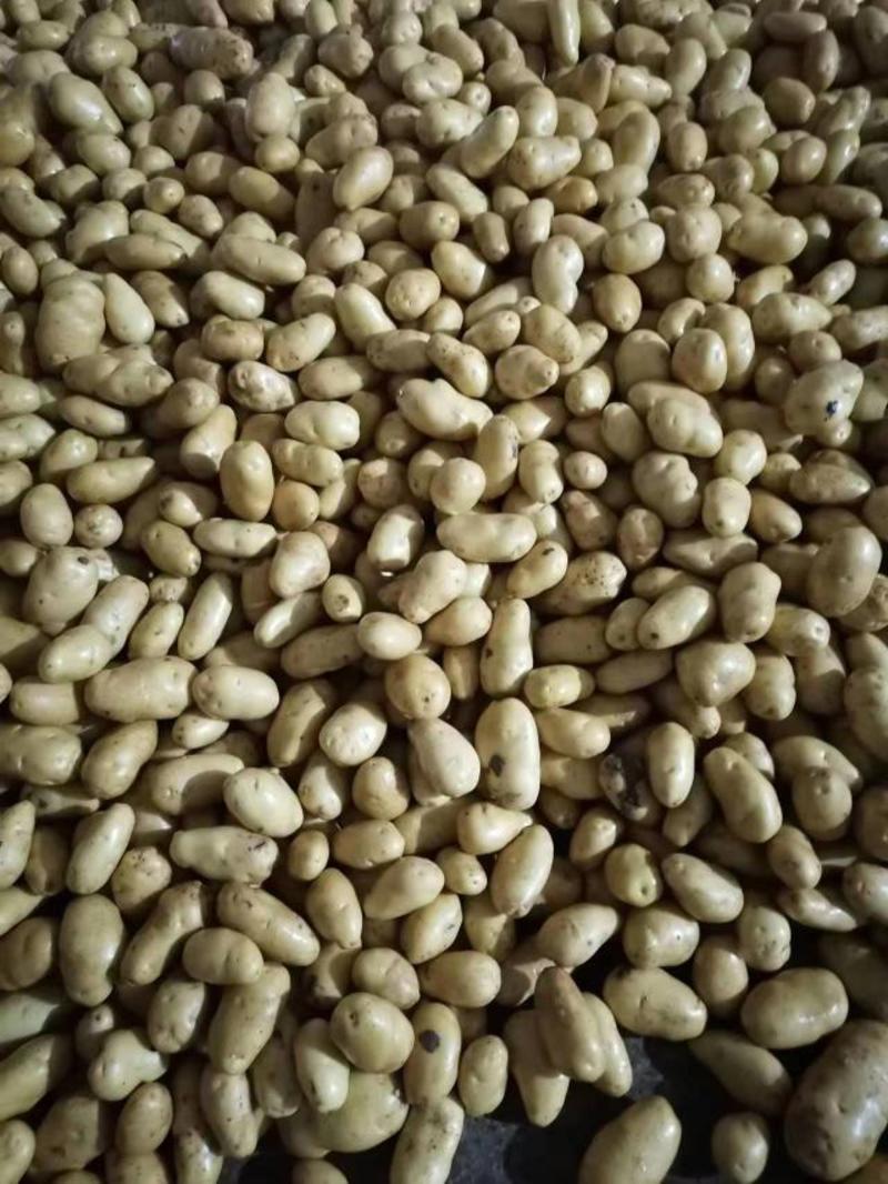 兰陵县精品土豆大量供应，黄心黄皮，个头匀称，产地直发，