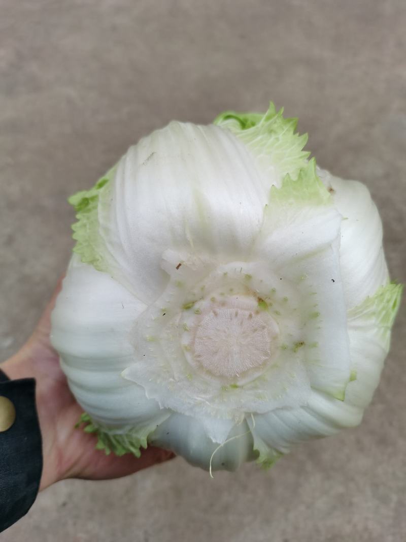 广西横州市黄心白菜，产地直发，货量充足，物美价优