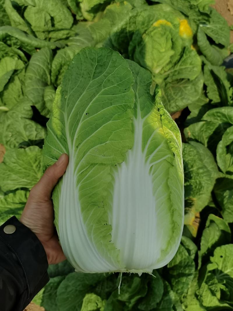 广西横州市黄心白菜，产地直发，货量充足，物美价优