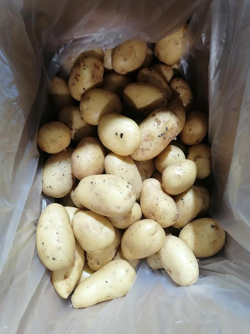 兰陵县黄心土豆大量供应v7，荷兰土豆，产地直发，物流全国