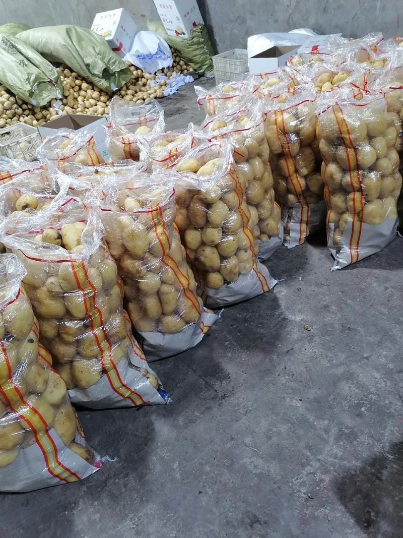 兰陵县黄心土豆大量供应v7，荷兰土豆，产地直发，物流全国