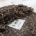 临沧勐库大雪山古树茶