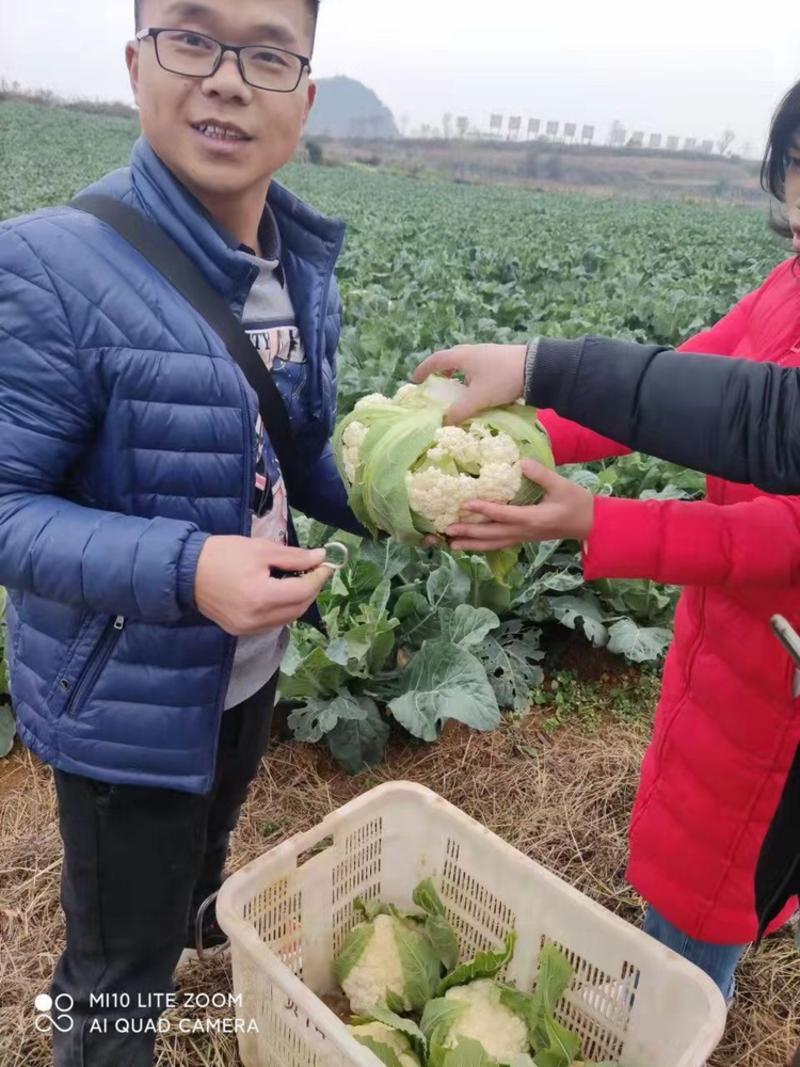 贵州散花菜大量上市