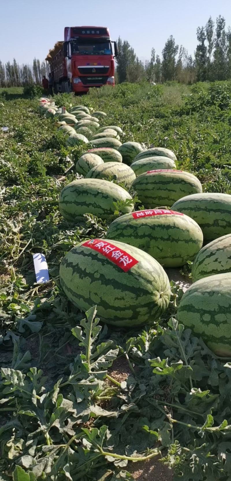 宁夏硒砂瓜包熟包甜中卫西瓜代办银川硒砂瓜