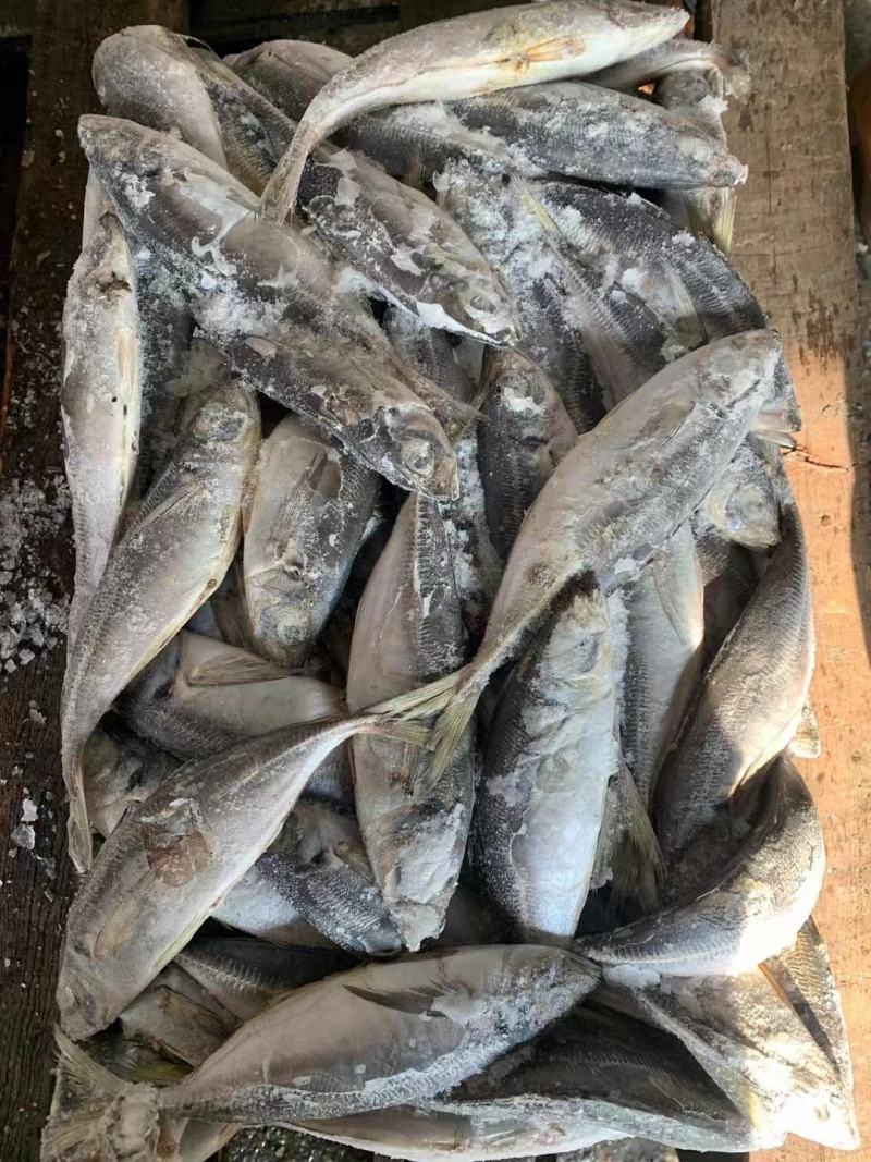 巴浪鱼竹夹鱼