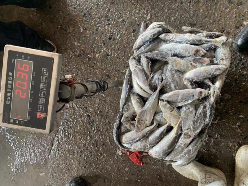 巴浪鱼竹夹鱼