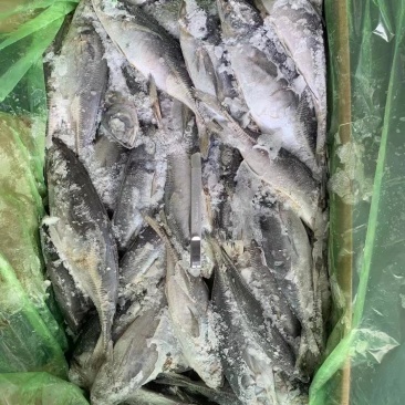 巴浪鱼竹夹鱼