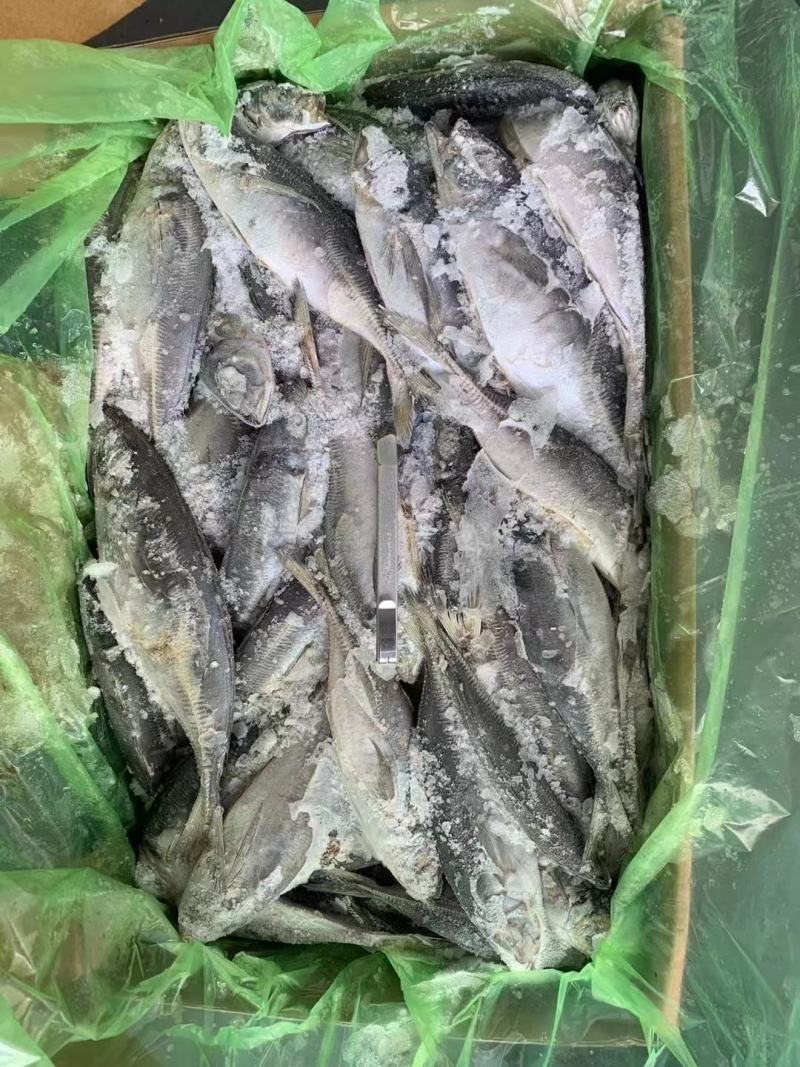巴浪鱼竹夹鱼