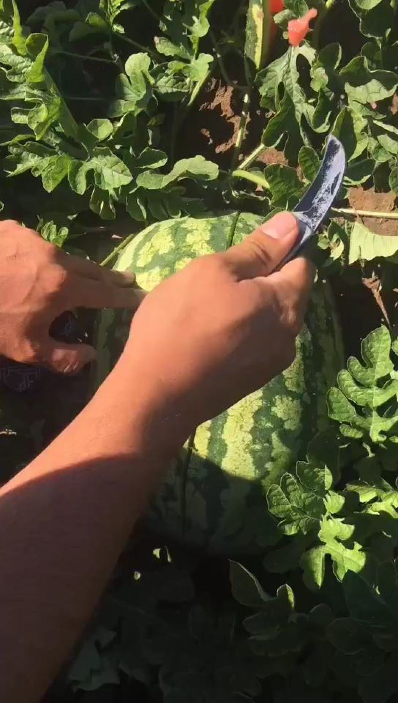 宁夏硒砂瓜包熟包甜中卫西瓜代办银川硒砂瓜