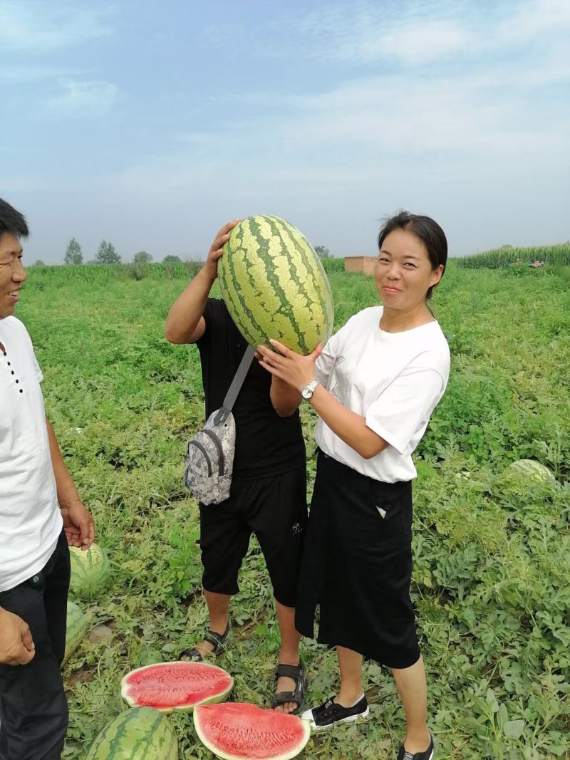 宁夏硒砂瓜包熟包甜中卫西瓜代办银川硒砂瓜