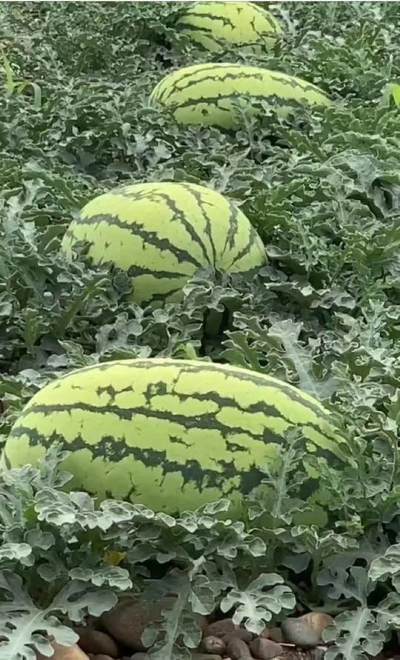 宁夏硒砂瓜包熟包甜中卫西瓜代办银川硒砂瓜