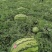 宁夏硒砂瓜包熟包甜中卫西瓜代办银川硒砂瓜