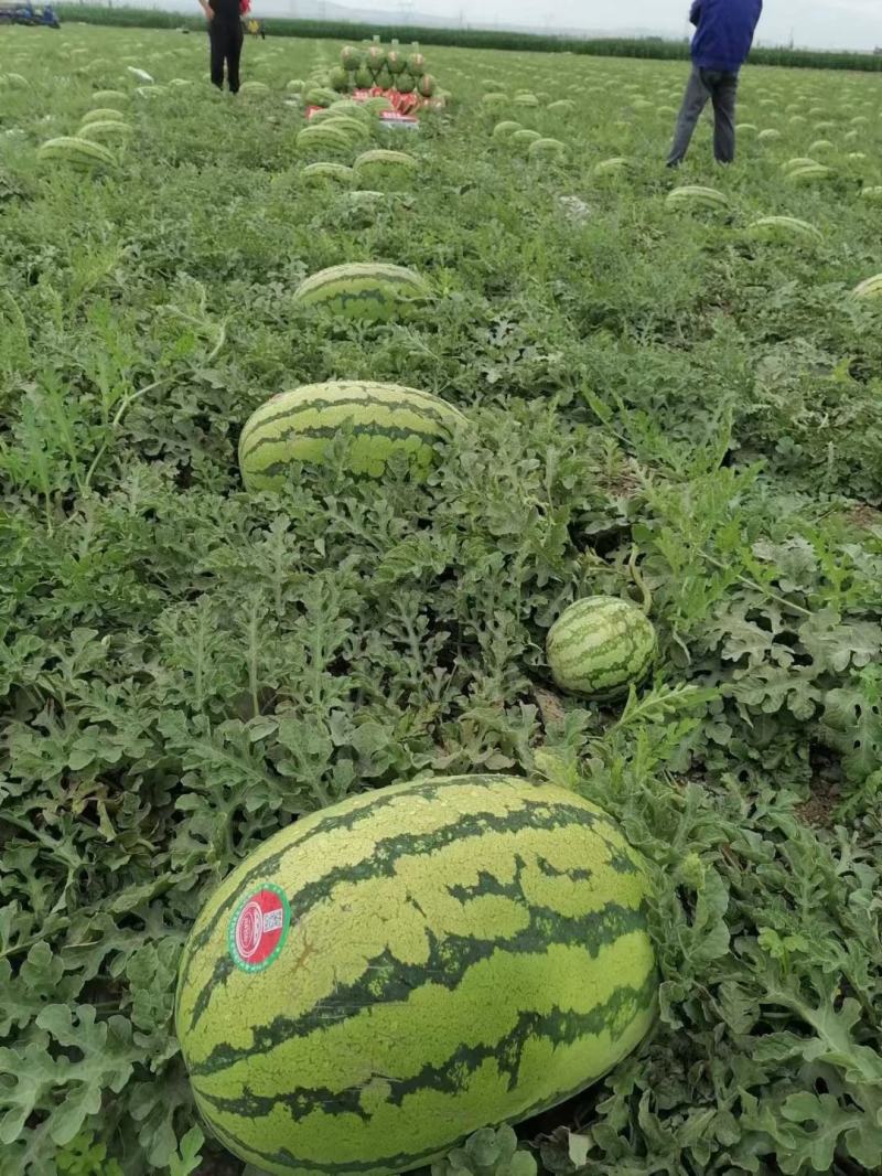 宁夏硒砂瓜包熟包甜中卫西瓜代办银川硒砂瓜
