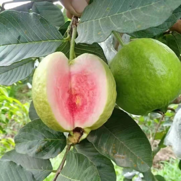 红心芭乐