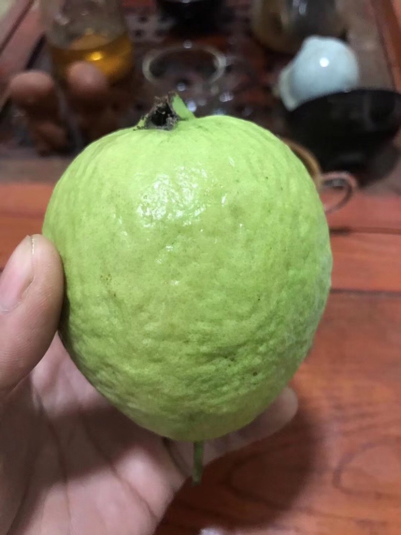 红心芭乐