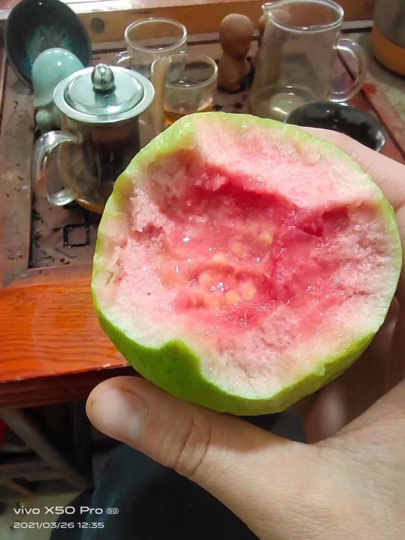 红心芭乐