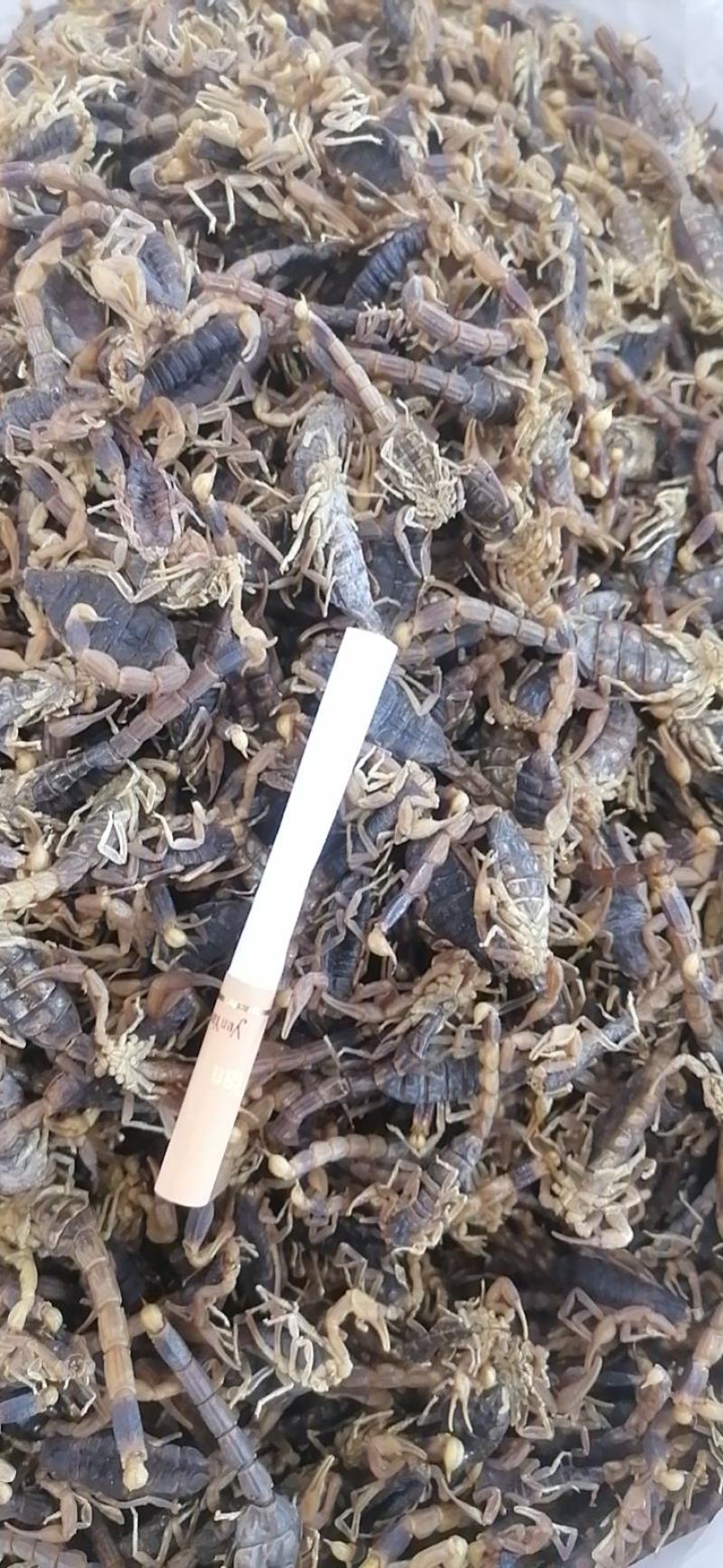 全蝎全虫蝎子清水蝎子