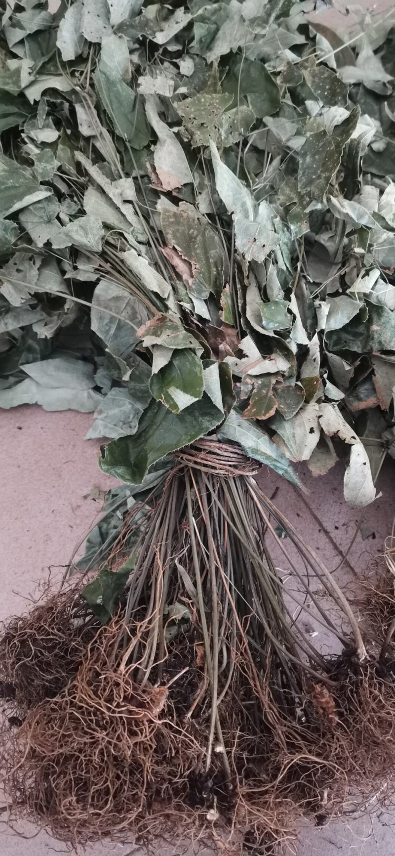 优质淫羊藿长自贵州高原纯野生全株泡茶泡水泡酒