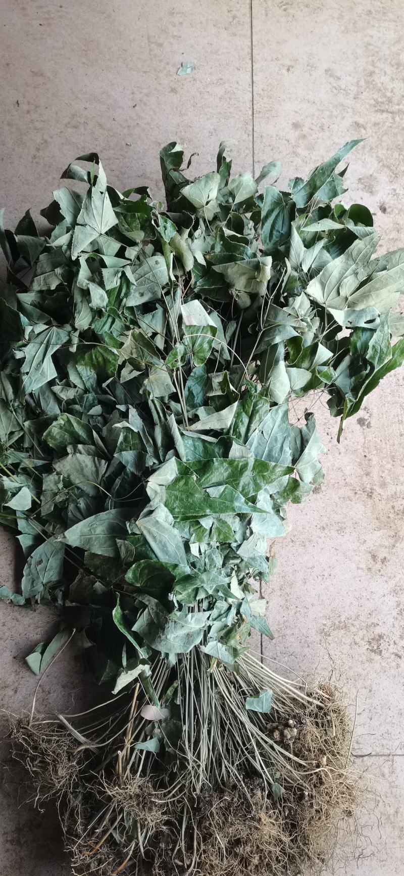 优质淫羊藿长自贵州高原纯野生全株泡茶泡水泡酒