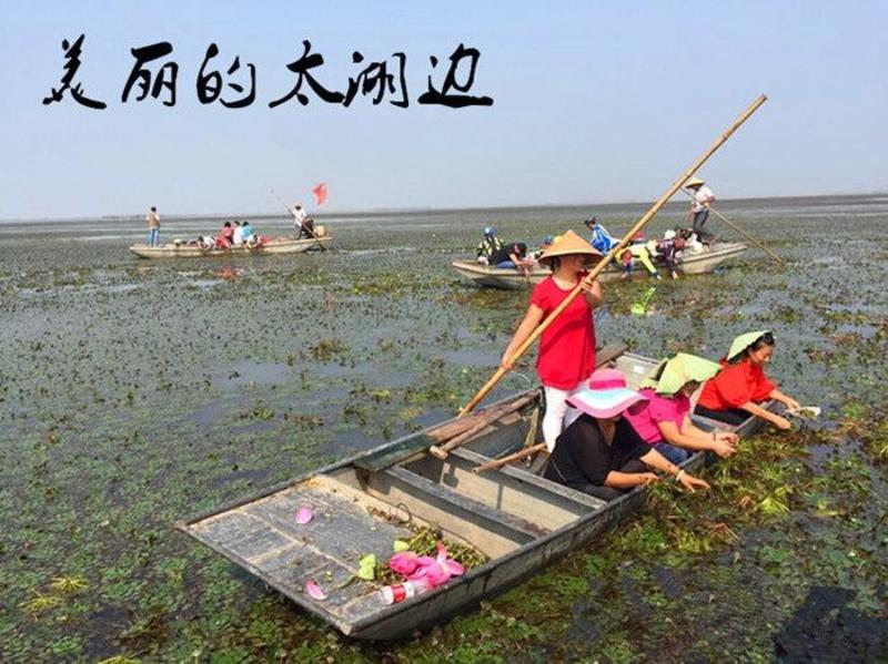 高产早熟青菱角苗红菱角苗池塘种植稻田种植改善水质