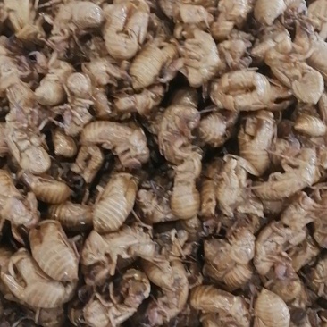 蝉蜕蝉壳沙地蝉蜕水洗蝉蜕