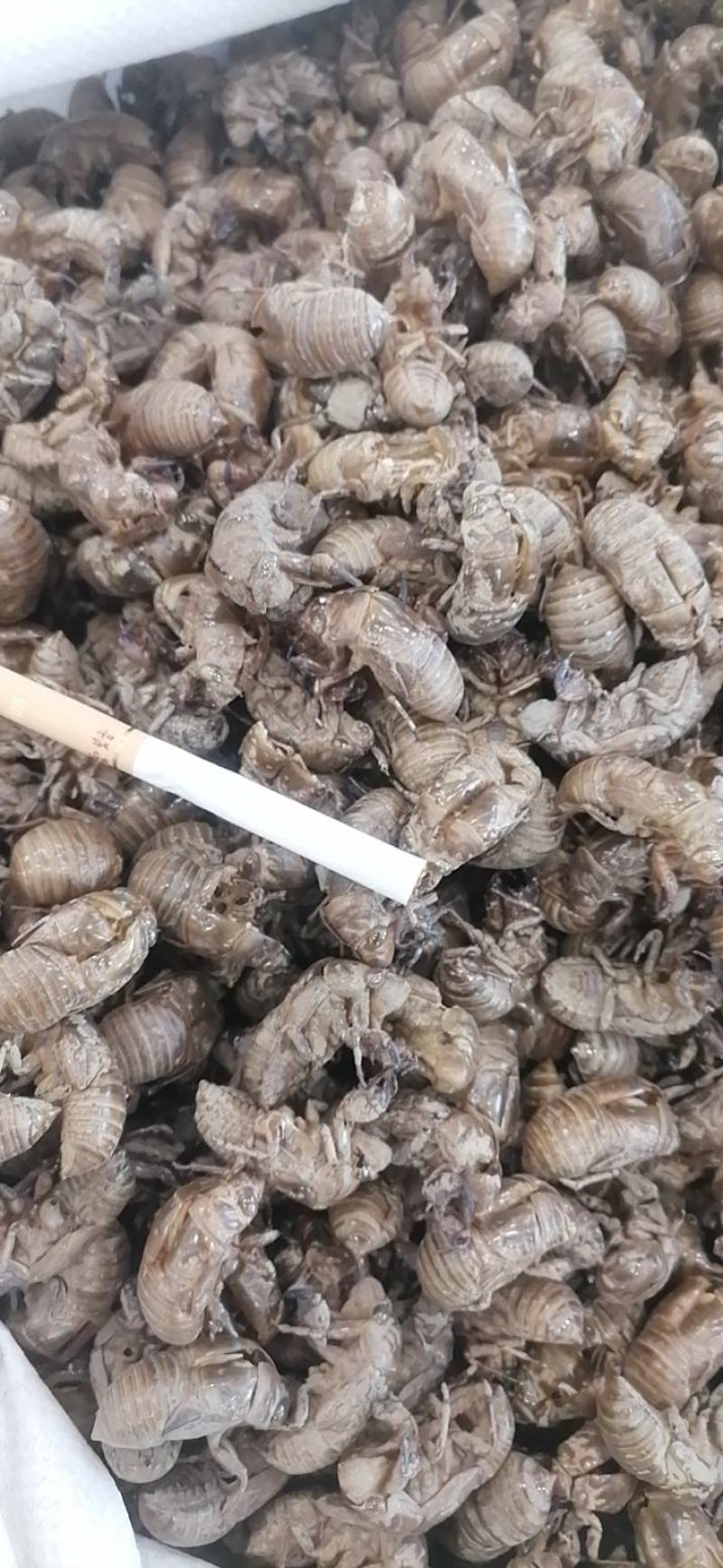 蝉蜕蝉壳沙地蝉蜕水洗蝉蜕