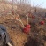 五厘米以上山楂树带土球大量批发装车