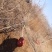 五厘米以上山楂树带土球大量批发装车