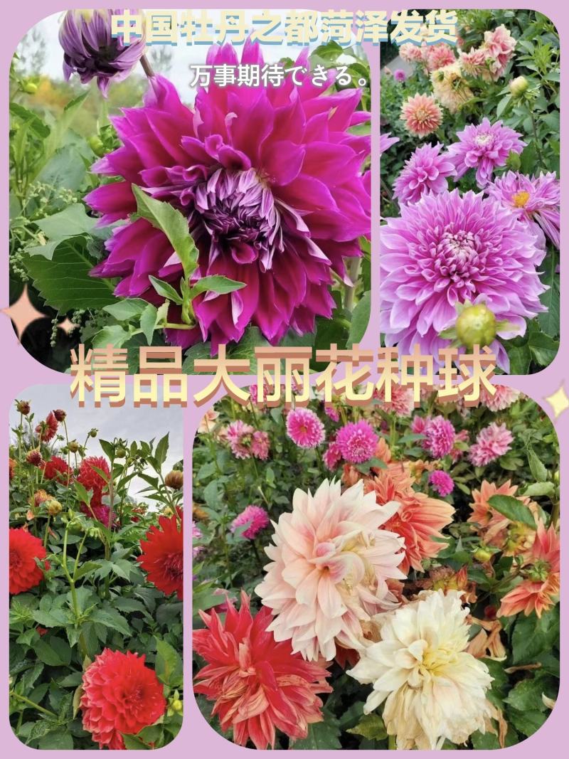 精品观赏重瓣大丽花多个品种保品种保成活