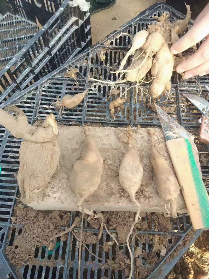 精品观赏重瓣大丽花多个品种保品种保成活