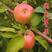 正宗国光苹果树苗嫁接苹果苗南方北方盆栽地栽庭院种植