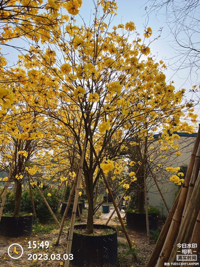 揭阳市榕城区仙桥丛生多花黄花风铃木