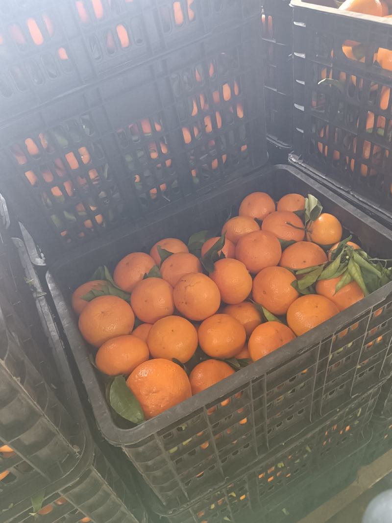 广西沃柑。承接大型商超，社区团购，批发市场。