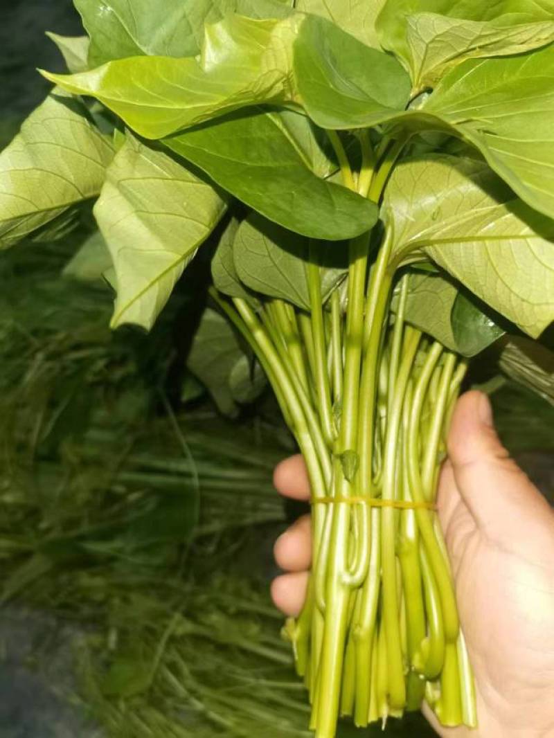 地瓜叶种苗