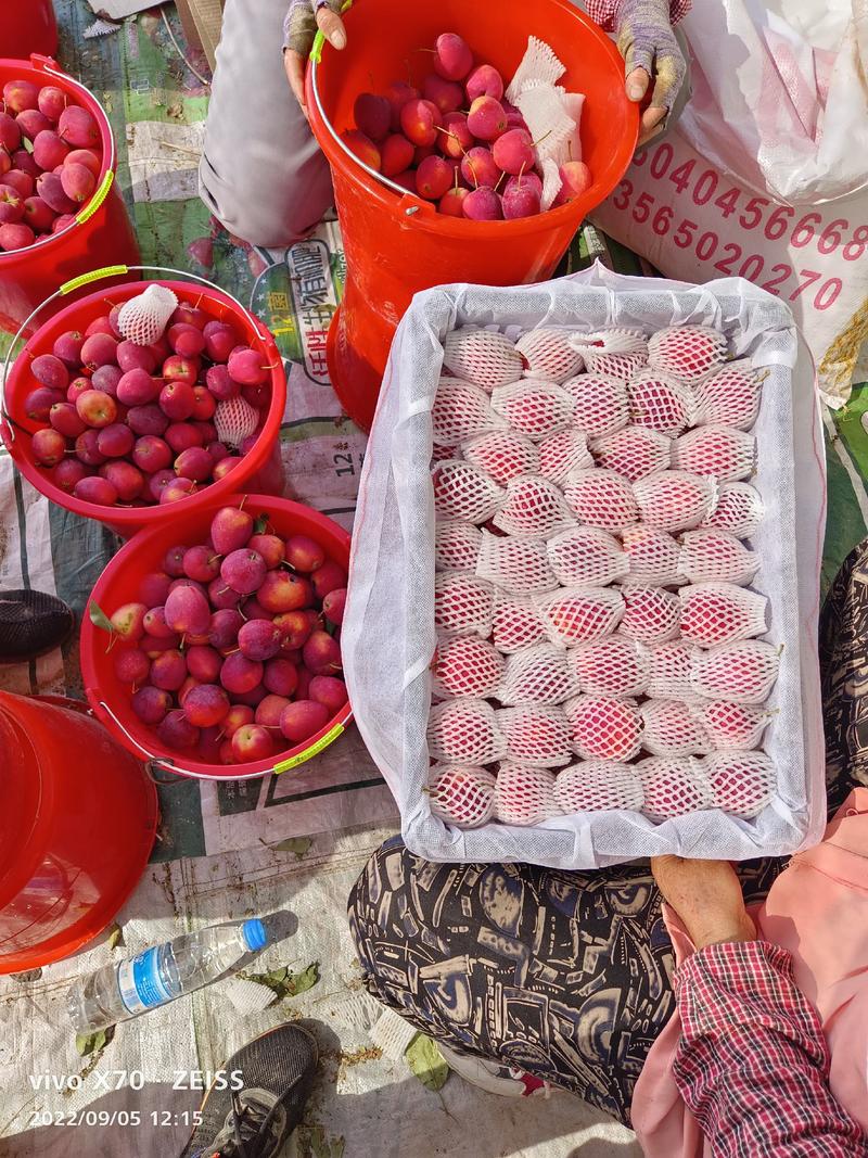 新疆产地香妃海棠开始订货，甄选佳果，芳香流溢，清脆爽口！