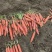 精品本地土萝卜，细长均匀，无虫叶，裂子，大小均匀