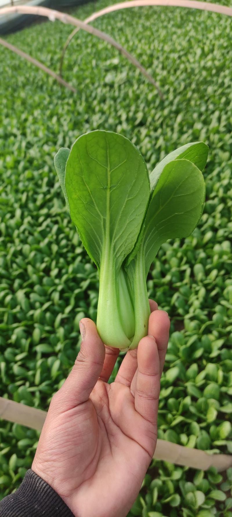 上海青油菜叶菜产地直发常年不断货市场商超食堂电商