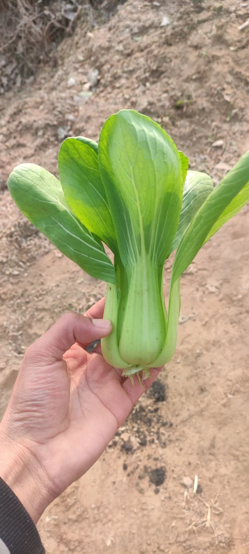 上海青油菜叶菜产地直发常年不断货市场商超食堂电商